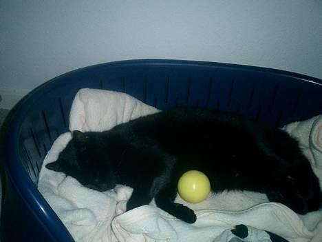 Huskat Nølle billede 10