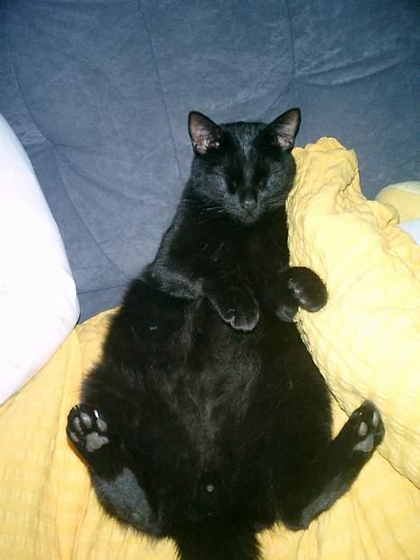 Huskat Nølle billede 11