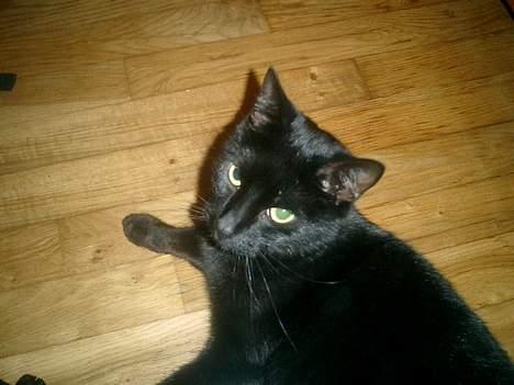 Huskat Nølle billede 12