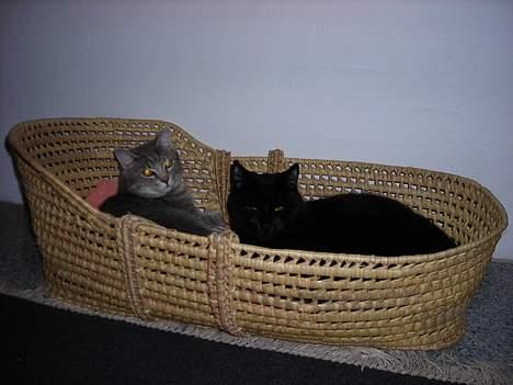 Huskat Kazpar - "lillebror" Mickey og "storebror" Kazpar billede 13