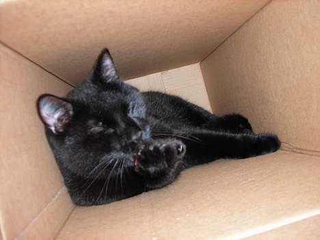 Huskat Kazpar - Kazpar lagde sig en dag ind i en papkasse for at vaske sig.. billede 14