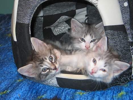 Norsk Skovkat Ellinor - Ellinors Killinger, født den 1/12-06 billede 19