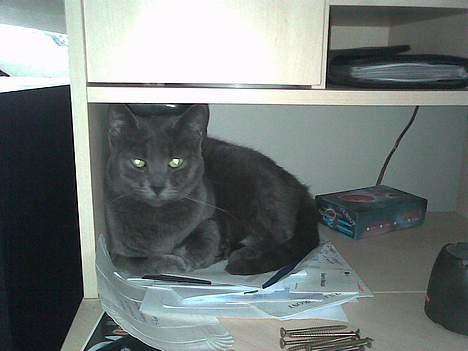 Huskat Bella-død13-5-07 - Hvad laver du lige? jeg ligger jo bare her og venter på du bliver færdig!!!! billede 6