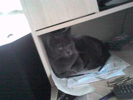 Huskat Bella-død13-5-07 billede 7