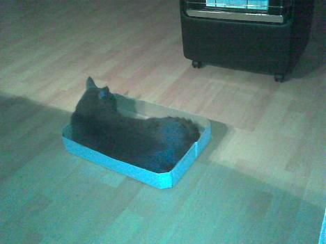 Huskat Bella-død13-5-07 - dejligt at ligge i en papkasse... billede 8