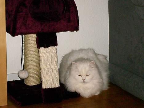 Perser Perle billede 7