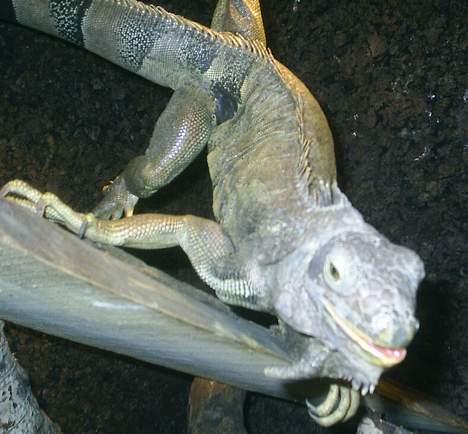 Huskat Perle billede 15