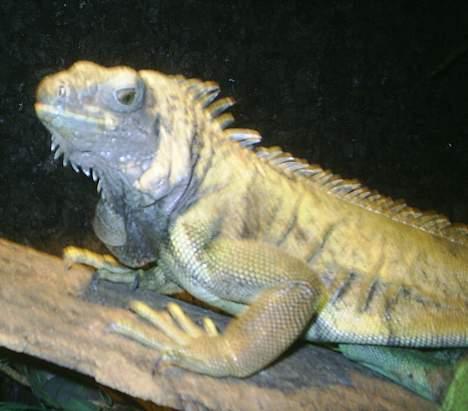 Huskat Perle billede 16