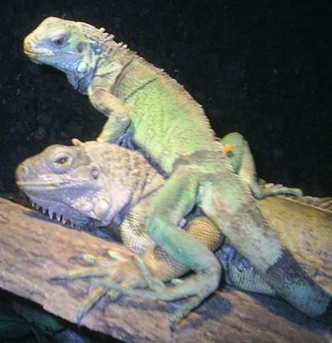 Huskat Perle billede 17