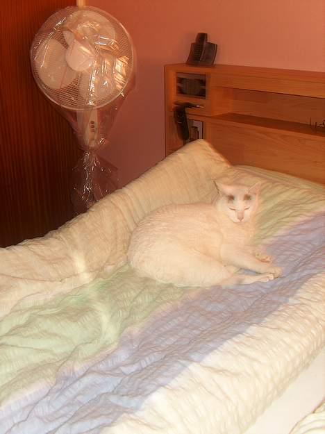 Huskat Elvis - R.I.P. smukke <3 - Elvis i færd med sin yndlings beskæftigelse :) billede 1