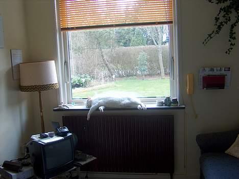 Huskat Elvis - R.I.P. smukke <3 - hvem vill´ ikke gerne være KAT :) billede 2