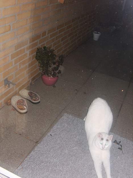 Huskat Elvis - R.I.P. smukke <3 billede 3