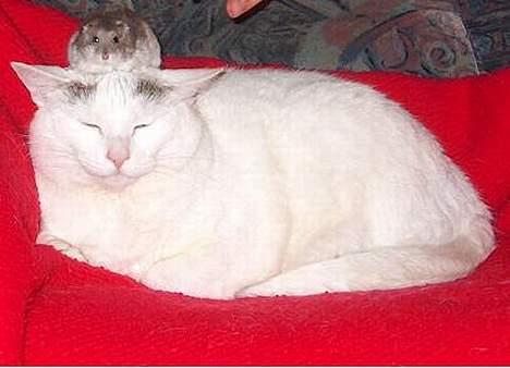 Huskat Elvis - R.I.P. smukke <3 - vi er bare de bedsteste bedste venner i verden :) billede 4