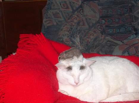 Huskat Elvis - R.I.P. smukke <3 billede 5