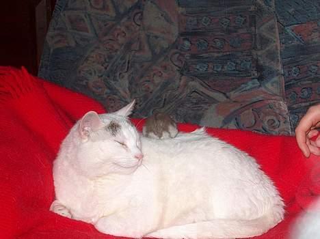 Huskat Elvis - R.I.P. smukke <3 - Ludvig og Elvis...Elvis tænker...aaaah ja........lidt til venstre..nej nej til højre..uhm ja..liiige deeer :D billede 6