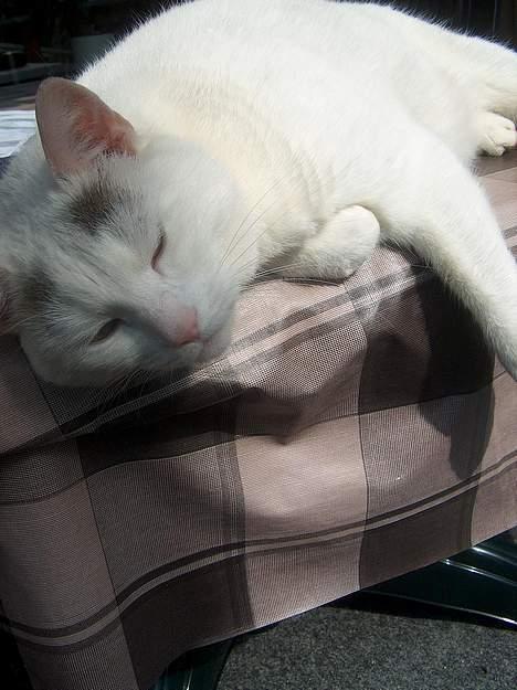 Huskat Elvis - R.I.P. smukke <3 billede 7