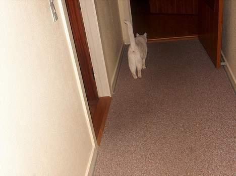 Huskat Elvis - R.I.P. smukke <3 - Go´ røv i de sko dæææææær :) billede 8