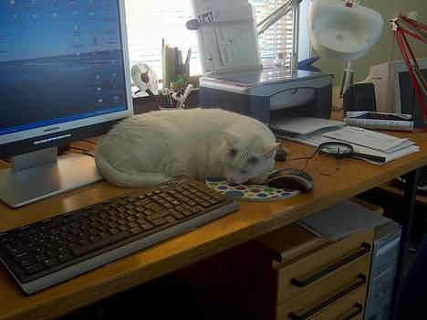 Huskat Elvis - R.I.P. smukke <3 - ZzZZZzzzZZZzzzZzzz uh ja, sikke et  godt sted jeg har fundet mig her! billede 10