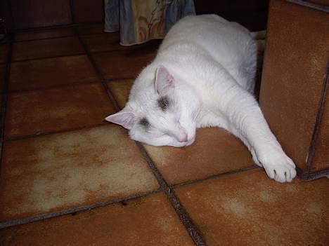 Huskat Elvis - R.I.P. smukke <3 - ZzzZZzzzZzZzzZzzzzZzzZZZZzZz billede 11