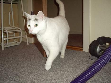 Huskat Elvis - R.I.P. smukke <3 - Miiii JaRv :) billede 12