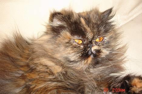 Perser Mischa billede 1