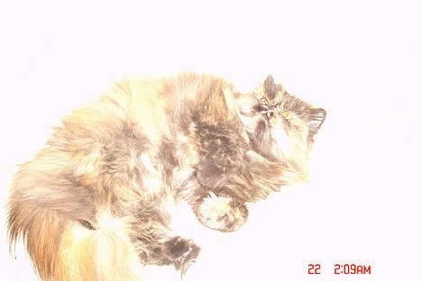 Perser Mischa billede 2