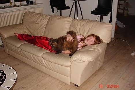 Perser Mischa billede 3