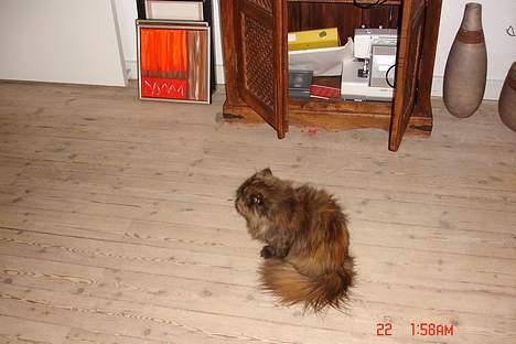 Perser Mischa billede 4