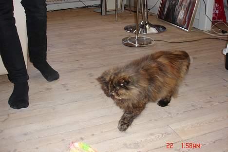 Perser Mischa billede 5