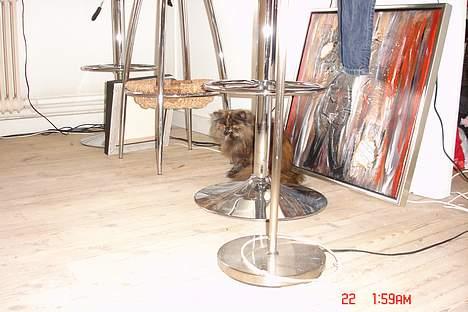 Perser Mischa billede 6