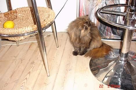 Perser Mischa billede 7