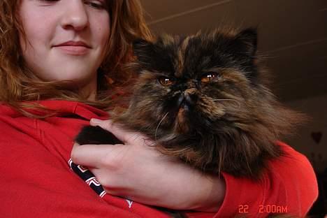 Perser Mischa billede 8