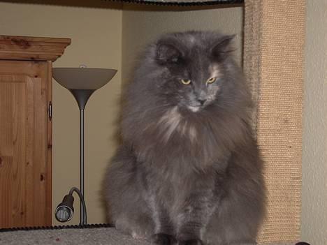 Norsk Skovkat Nicole er forsvundet - Velkommen til min profil billede 1