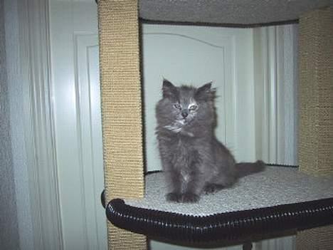 Norsk Skovkat Nicole er forsvundet - Her står jeg på mit fine kradsetræ. men det er godt nok stort. billede 2