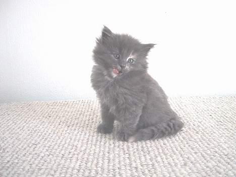 Norsk Skovkat Nicole er forsvundet - Se hvor sød jeg er. billede 3