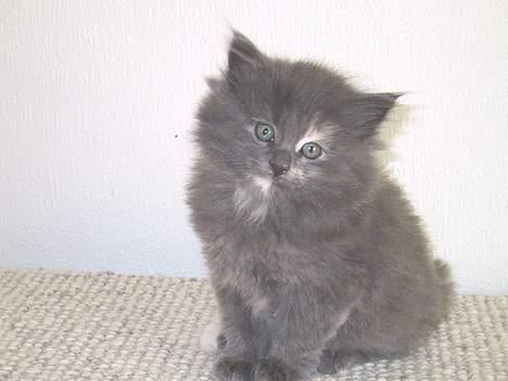 Norsk Skovkat Nicole er forsvundet - Er det ikke nogle fine farvefordellinger jeg har? billede 4