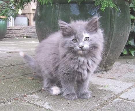 Norsk Skovkat Nicole er forsvundet - Nicole 9 uger billede 5