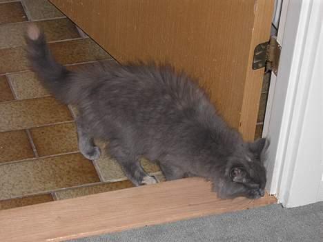 Norsk Skovkat Nicole er forsvundet - hvor blev den af den edderkop? billede 6