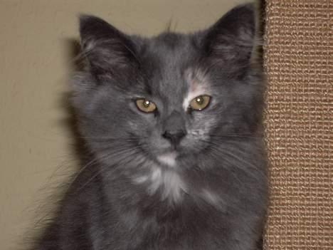 Norsk Skovkat Nicole er forsvundet - Nicole 3 1/2 måned billede 7