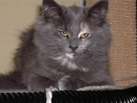 Norsk Skovkat Nicole er forsvundet - Nicole 3 1/2 måned billede 8