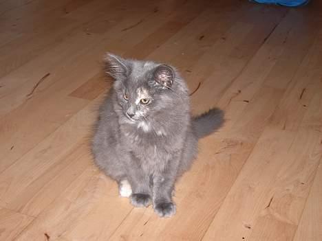 Norsk Skovkat Nicole er forsvundet - Nicole 3 1/2 måned billede 9