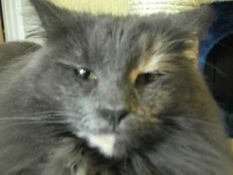 Norsk Skovkat Nicole er forsvundet - jeg må være en flot skovkat. med det trekantede hoved jeg har. billede 10