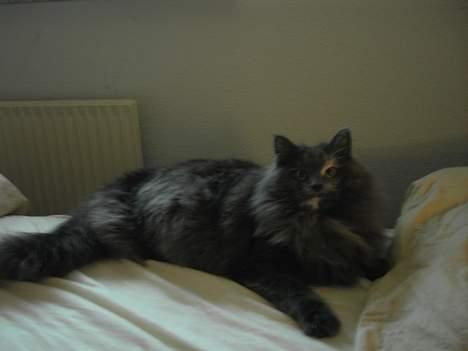 Norsk Skovkat Nicole er forsvundet - Altid godt med en lur i mors seng. billede 11
