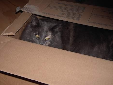 Norsk Skovkat Nicole er forsvundet - Hvis jeg gemmer mig her kan det være hun stopper med at tage flere billeder. billede 12