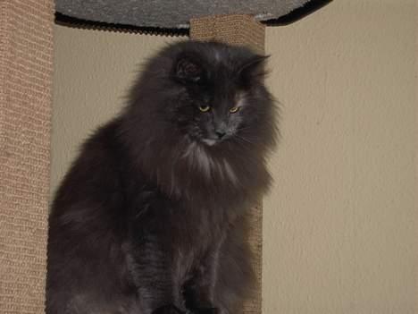 Norsk Skovkat Nicole er forsvundet - Nu er jeg 1 et halvt år og se for flot jeg er i vinterpels. billede 13