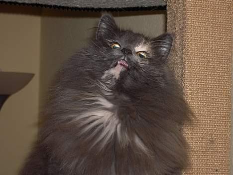 Norsk Skovkat Nicole er forsvundet - Smil til fotografen. billede 14