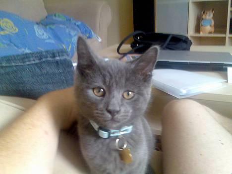 Blanding af racer Tumle R.I.P - sød og smuk billede 1