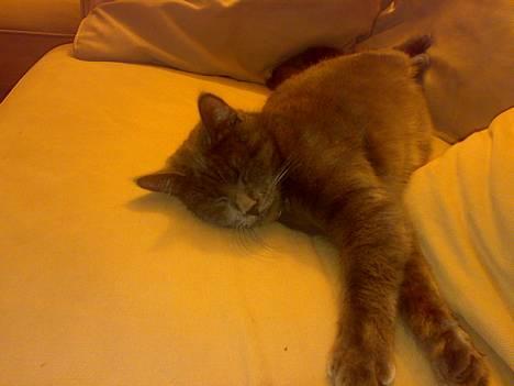 Blanding af racer Tumle R.I.P - får sig en lille lur billede 2