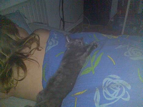 Blanding af racer Tumle R.I.P - ekspert i at sove på sjove måder billede 3