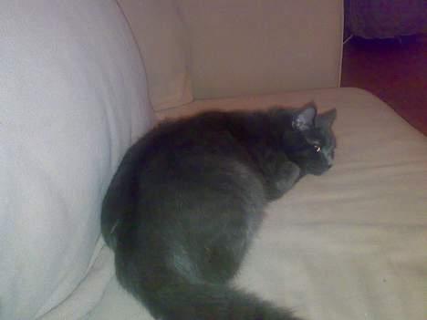 Blanding af racer Tumle R.I.P - Hov... Der skete noget!!! billede 4